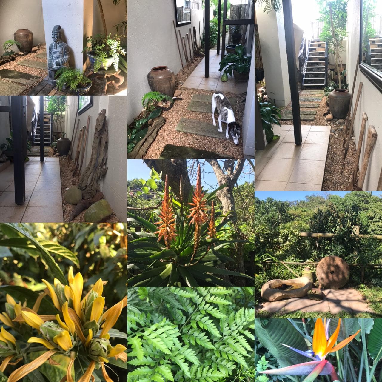 Water Wise Landscape projects — zen gardens, aloes, ferns, and driftwood features