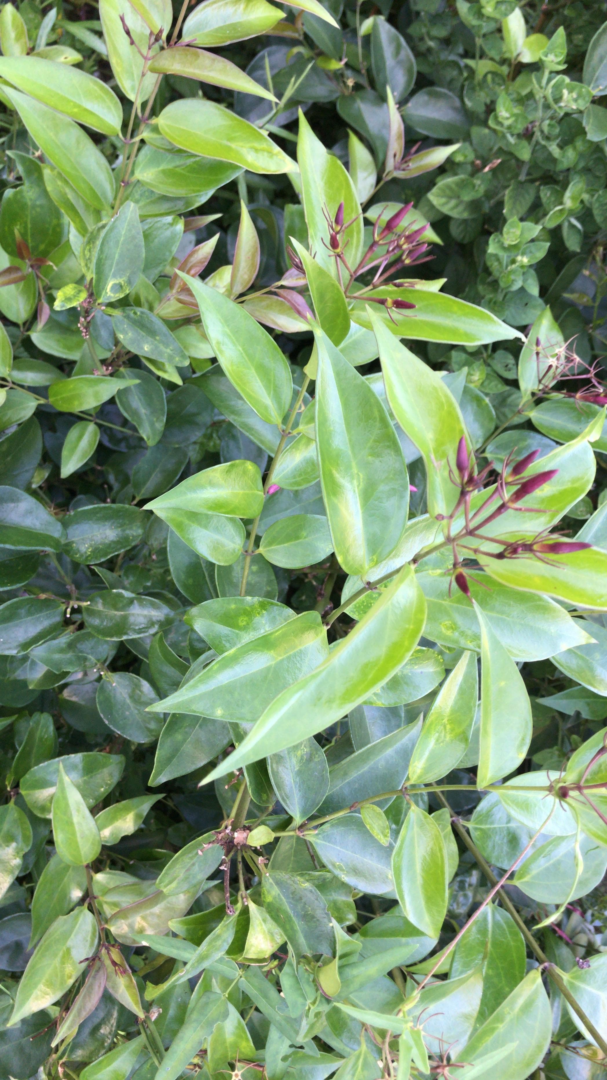 Garden Pruning — Professional tree, hedge, and shrub pruning